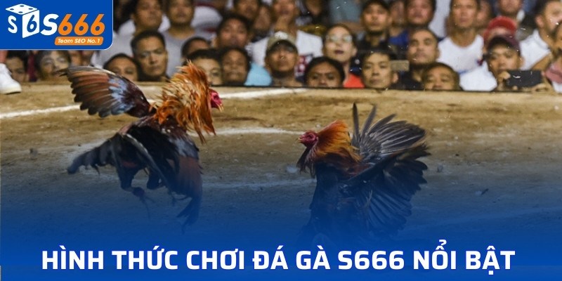 Hình thức chơi đá gà S666 nổi bật 